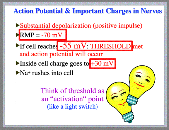 important-charges-in-nerves